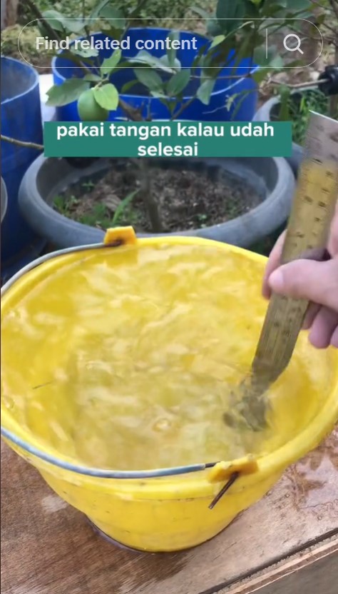Tanpa diberi garam, ini trik merawat tanaman cabai agar subur dan berbuah lebat pakai 1 bumbu dapur