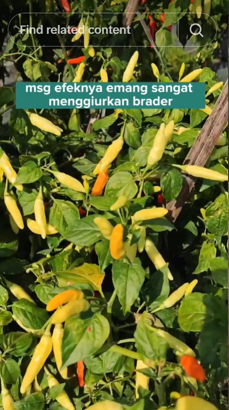 Tanpa diberi garam, ini trik merawat tanaman cabai agar subur dan berbuah lebat pakai 1 bumbu dapur