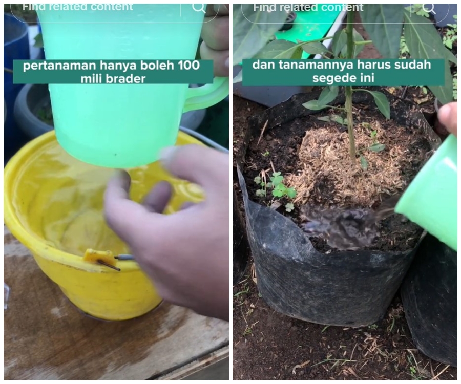 Tanpa diberi garam, ini trik merawat tanaman cabai agar subur dan berbuah lebat pakai 1 bumbu dapur