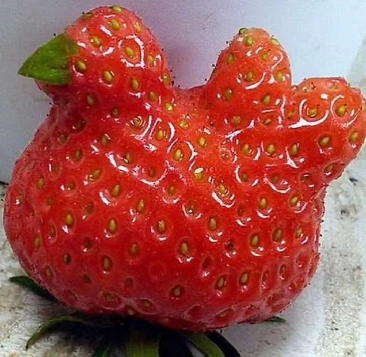 Potret kebetulan makanan nyeleneh pol Berbagai sumber Potret kebetulan makanan nyeleneh pol Berbagai sumber