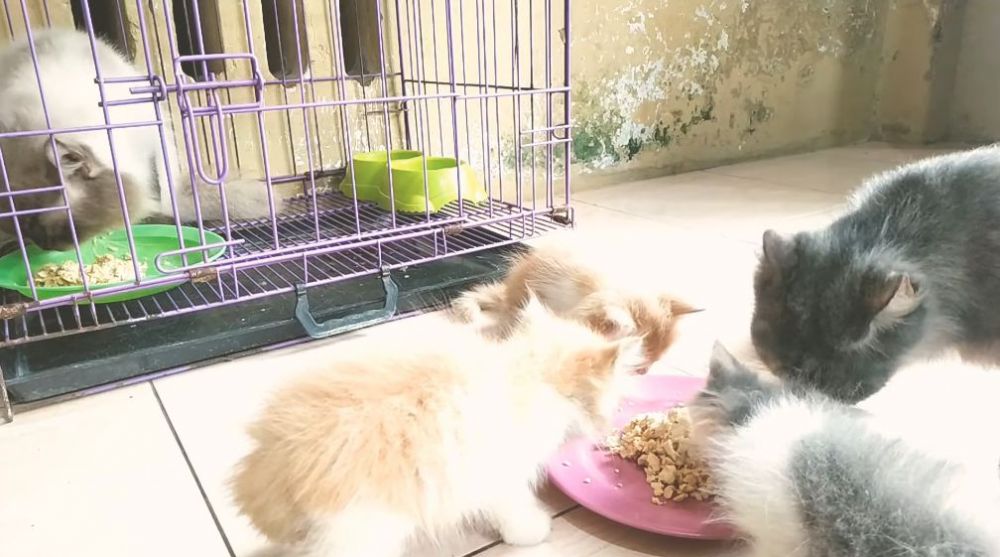 Pakai 2 bahan dapur, ini cara bikin makanan kucing supaya cepat gemuk dan berbulu tebal modal Rp5.000