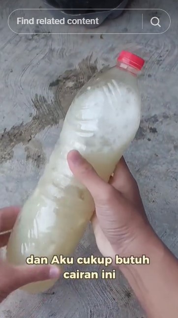 Tanpa garam atau micin, ini trik agar tanaman cabai subur dan terhindar dari hama modal 3 bahan dapur