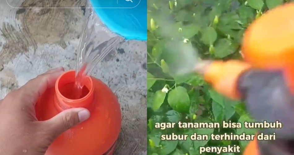 Tanpa garam atau micin, ini trik agar tanaman cabai subur dan terhindar dari hama modal 3 bahan dapur