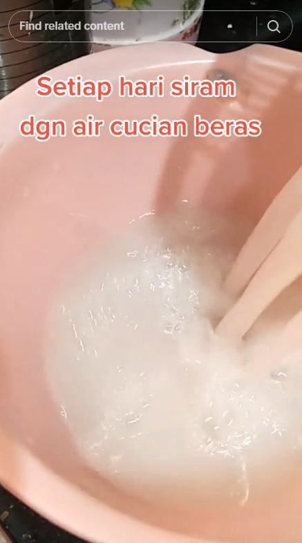 Cuma pakai 2 bahan dapur, ini trik melebatkan pohon daun jeruk purut agar makin rimbun dan bebas hama