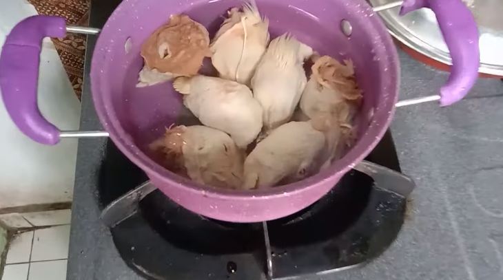 Modal Rp7.000, begini cara bikin makanan kucing agar cepat gemuk cuma pakai 2 bahan makanan