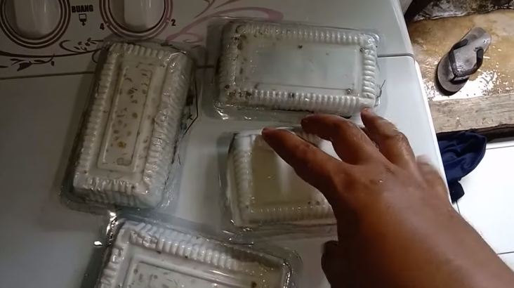 Modal Rp7.000, begini cara bikin makanan kucing agar cepat gemuk cuma pakai 2 bahan makanan