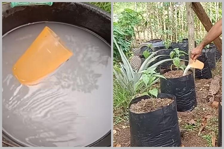 Tanpa diberi garam dan micin, ini trik merawat tanaman cabai agar berbuah lebat pakai 1 bahan simpel