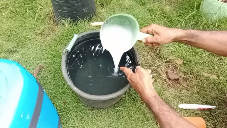 Tanpa diberi garam dan micin, ini trik merawat tanaman cabai agar berbuah lebat pakai 1 bahan simpel