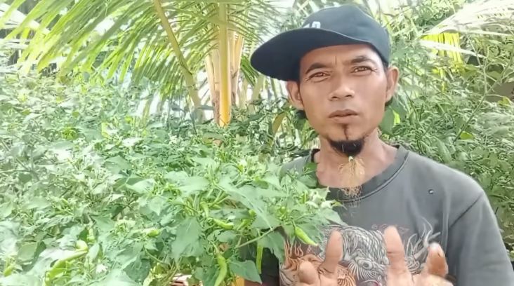 Tanpa diberi garam dan micin, ini trik merawat tanaman cabai agar berbuah lebat pakai 1 bahan simpel