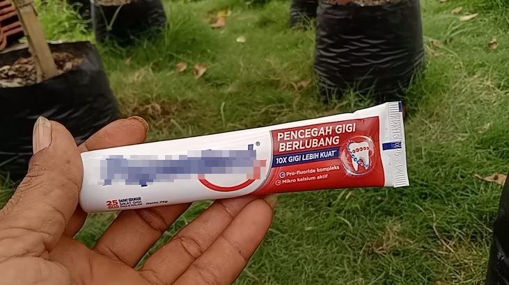 Tanpa diberi garam dan micin, ini trik merawat tanaman cabai agar berbuah lebat pakai 1 bahan simpel