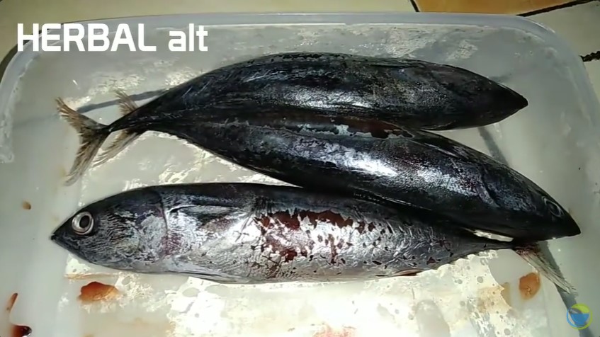 Tanpa garam atau cuka, ini cara menghilangkan formalin pada ikan segar pakai 1 bahan dapur