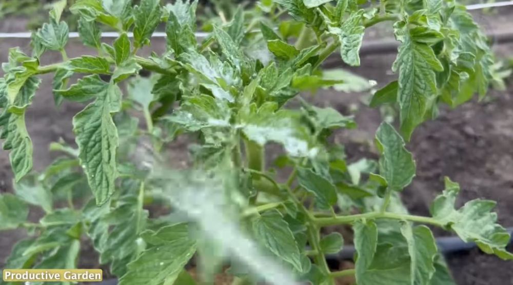 Tanpa garam dan micin, ini trik agar tanaman tomat cepat berbuah dan tak mudah rontok