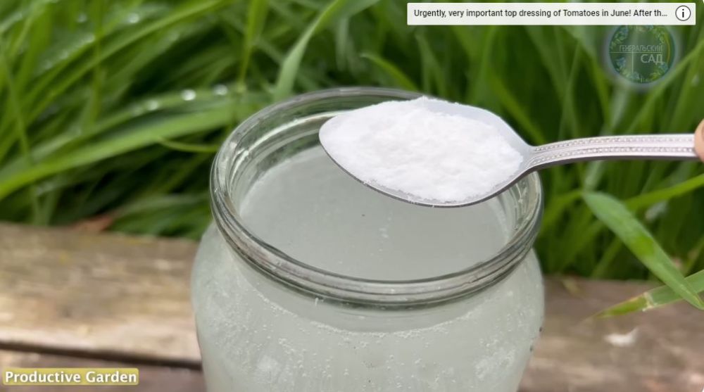 Tanpa garam dan micin, ini trik agar tanaman tomat cepat berbuah dan tak mudah rontok