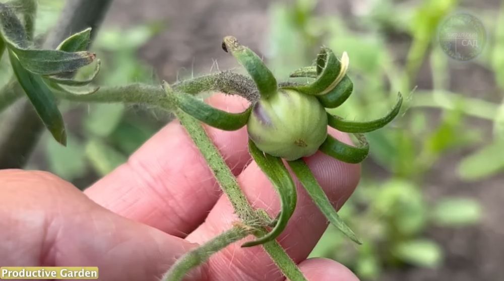 Tanpa garam dan micin, ini trik agar tanaman tomat cepat berbuah dan tak mudah rontok