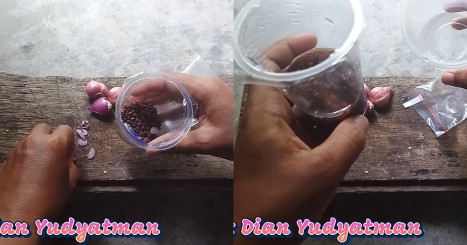 Tanpa pupuk kimia, begini cara merawat tanaman kangkung agar subur, antilayu, dan panen dalam 15 hari