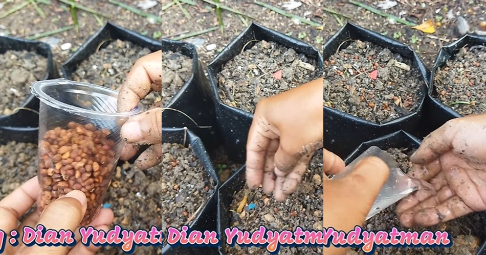 Tanpa pupuk kimia, begini cara merawat tanaman kangkung agar subur, antilayu, dan panen dalam 15 hari