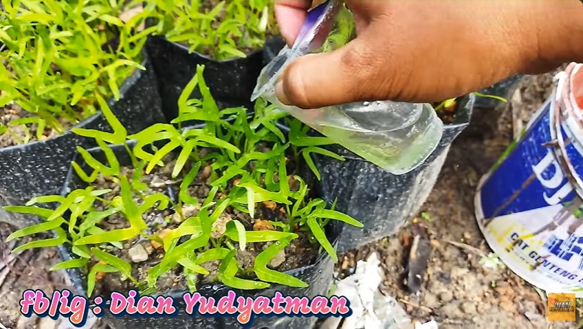 Tanpa pupuk kimia, begini cara merawat tanaman kangkung agar subur, antilayu, dan panen dalam 15 hari