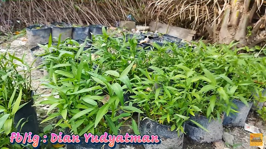 Tanpa pupuk kimia, begini cara merawat tanaman kangkung agar subur, antilayu, dan panen dalam 15 hari