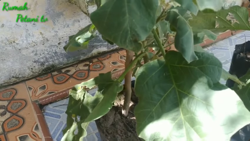 Tak perlu micin, ini trik merawat pohon terong agar subur dan terhindar dari hama pakai 1 bumbu dapur