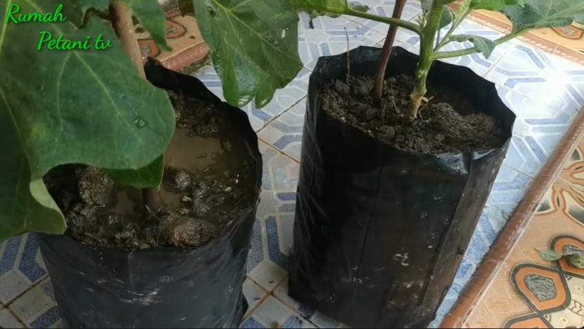 Tak perlu micin, ini trik merawat pohon terong agar subur dan terhindar dari hama pakai 1 bumbu dapur