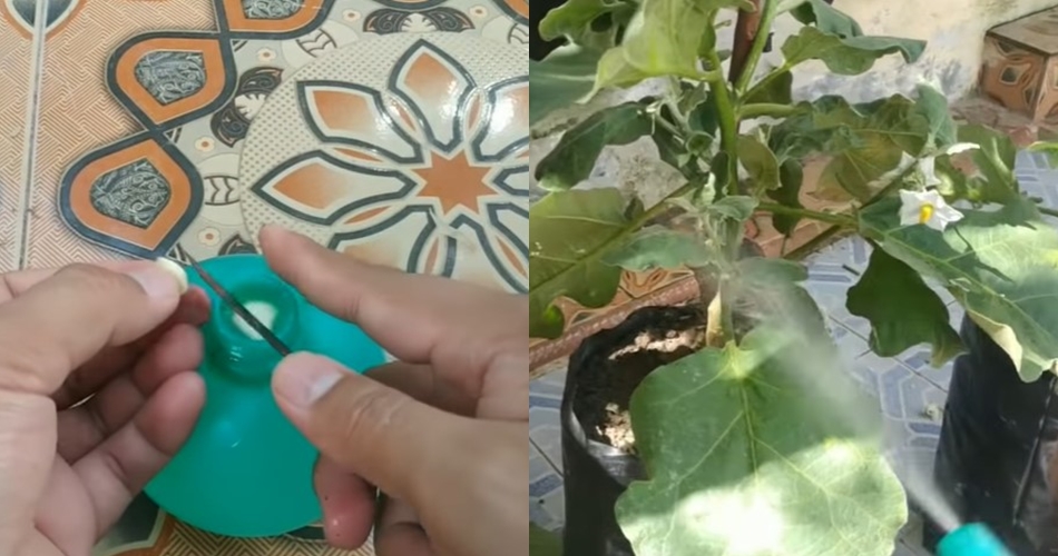 Tak perlu micin, ini trik merawat pohon terong agar subur dan terhindar dari hama pakai 1 bumbu dapur