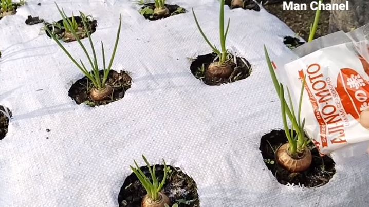 Tanpa garam, ini trik merawat tanaman bawang merah agar subur dan berbuah banyak pakai 1 bumbu dapur