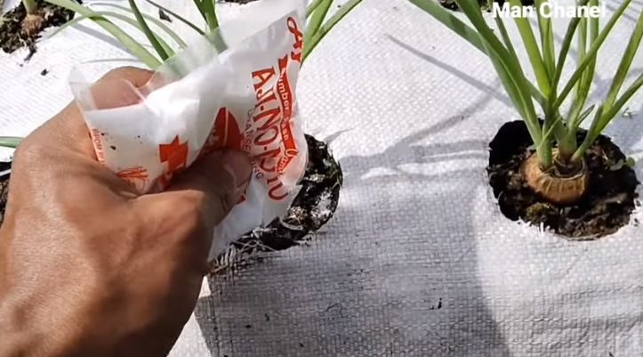 Tanpa garam, ini trik merawat tanaman bawang merah agar subur dan berbuah banyak pakai 1 bumbu dapur