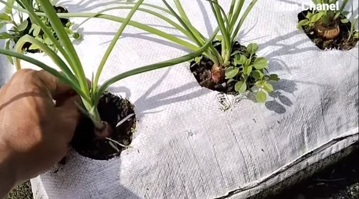 Tanpa garam, ini trik merawat tanaman bawang merah agar subur dan berbuah banyak pakai 1 bumbu dapur