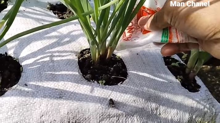 Tanpa garam, ini trik merawat tanaman bawang merah agar subur dan berbuah banyak pakai 1 bumbu dapur