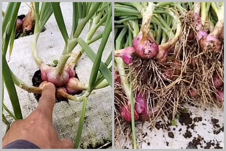 Tanpa garam, ini trik merawat tanaman bawang merah agar subur dan berbuah banyak pakai 1 bumbu dapur