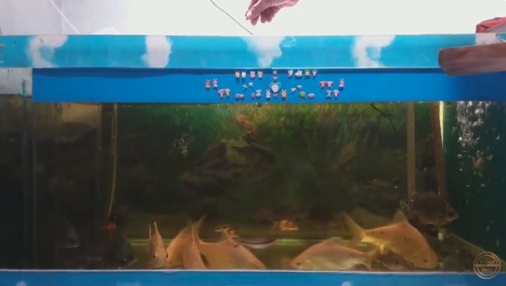 Bukan roti tawar, ini cara bikin makanan ikan hias yang tak mengotori air cuma pakai 1 jenis sayuran