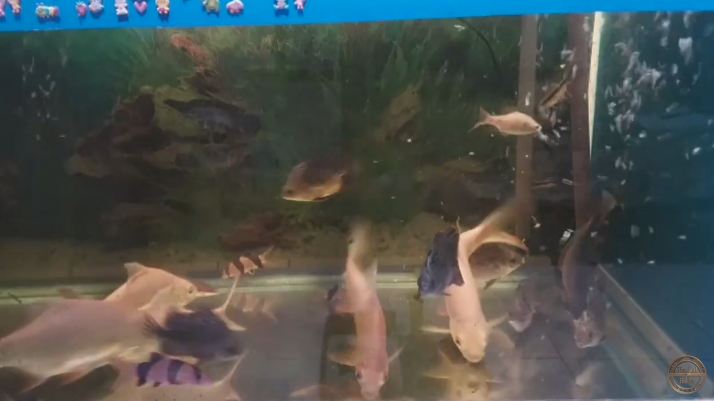 Bukan roti tawar, ini cara bikin makanan ikan hias yang tak mengotori air cuma pakai 1 jenis sayuran