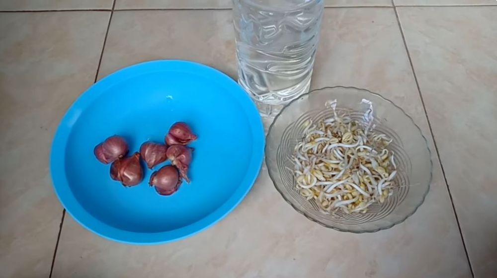 Cuma pakai 2 bahan dapur, ini trik agar tanaman daun kemangi makin rimbun dan daunnya tak menghitam
