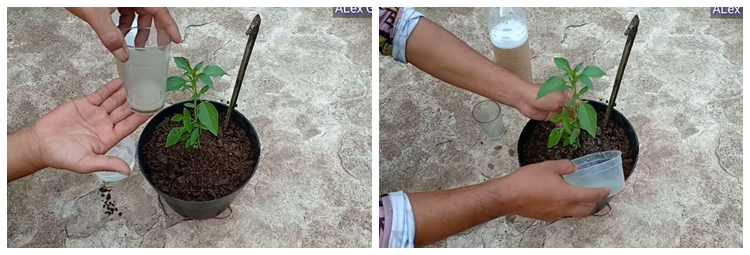 Cuma pakai 2 bahan dapur, ini trik agar tanaman daun kemangi makin rimbun dan daunnya tak menghitam