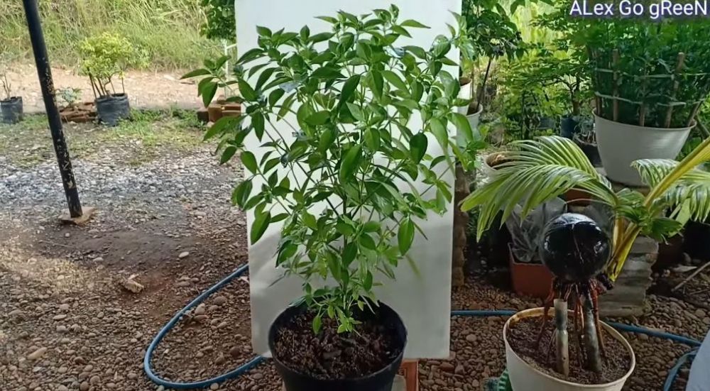 Cuma pakai 2 bahan dapur, ini trik agar tanaman daun kemangi makin rimbun dan daunnya tak menghitam