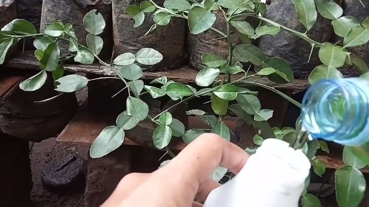 Tanpa diberi garam, ini trik melebatkan pohon daun jeruk purut agar semakin rimbun dan bebas hama