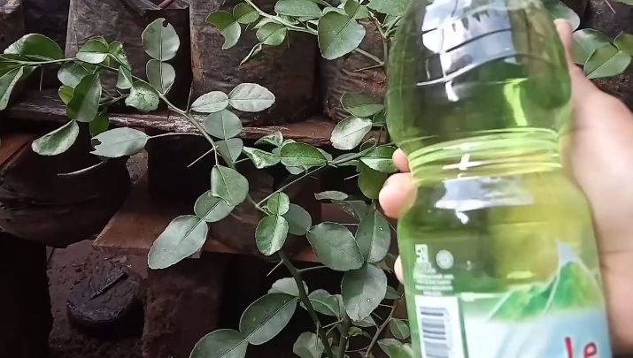 Tanpa diberi garam, ini trik melebatkan pohon daun jeruk purut agar semakin rimbun dan bebas hama