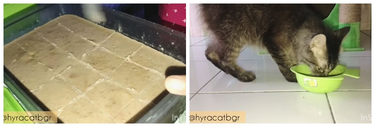 Modal Rp15 ribu untuk 1 bulan, ini trik bikin makanan kucing supaya cepat gemuk dan sehat