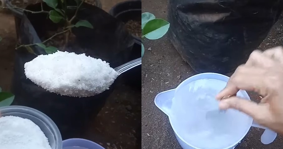 Bukan pakai air beras, ini trik merawat tanaman jeruk purut agar subur dan rimbun mengandalkan 1 bumbu