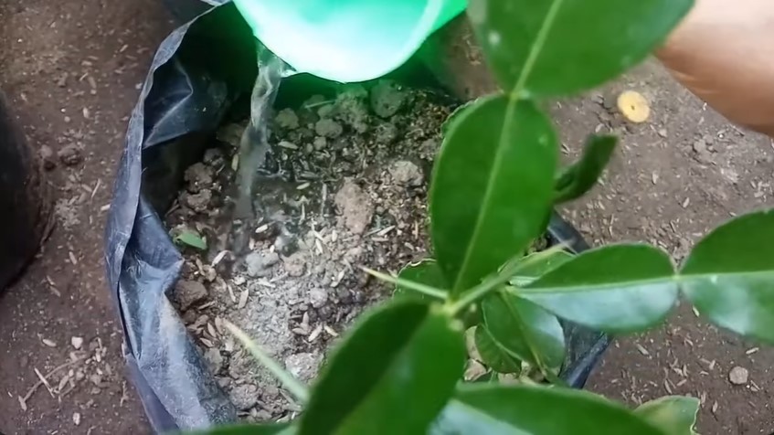 Bukan pakai air beras, ini trik merawat tanaman jeruk purut agar subur dan rimbun mengandalkan 1 bumbu