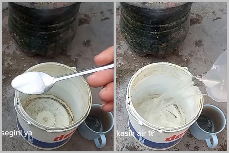 Bukan pakai garam, ini trik merawat pohon daun jeruk agar rimbun dan bebas hama pakai 1 bumbu dapur