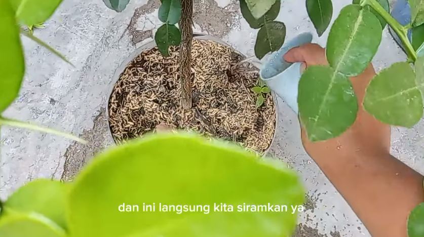 Bukan pakai garam, ini trik merawat pohon daun jeruk agar rimbun dan bebas hama pakai 1 bumbu dapur