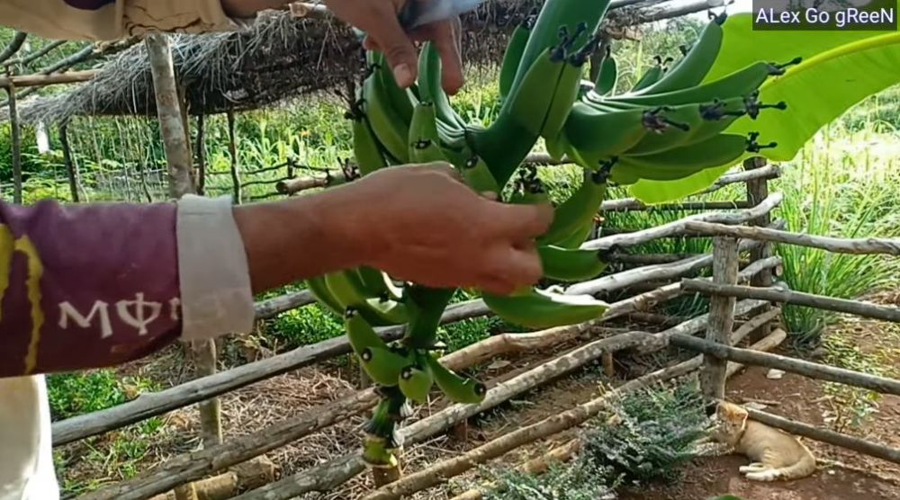 Jangan cuma diberi garam, ini trik agar pohon pisang bisa berbuah manis dan besar pakai 1 ampas dapur