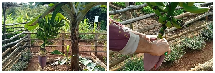 Jangan cuma diberi garam, ini trik agar pohon pisang bisa berbuah manis dan besar pakai 1 ampas dapur