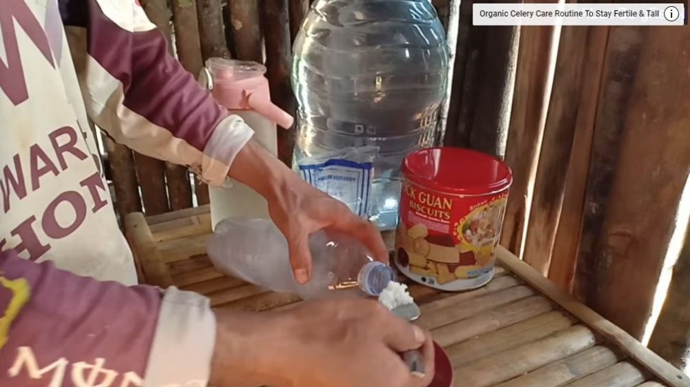 Jangan cuma diberi garam, ini trik agar pohon pisang bisa berbuah manis dan besar pakai 1 ampas dapur