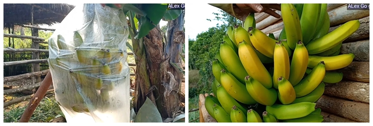 Jangan cuma diberi garam, ini trik agar pohon pisang bisa berbuah manis dan besar pakai 1 ampas dapur