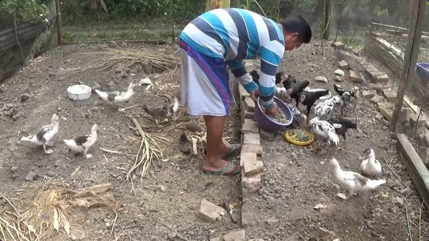 Tanpa fermentasi, ini cara bikin pakan ayam agar hewan ternak tak mudah sakit pakai 2 bahan dapur