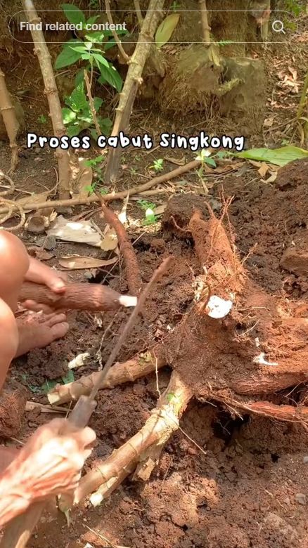 Cuma 5 menit, begini cara merebus singkong agar cepat empuk dan hemat gas pakai 1 jenis daun