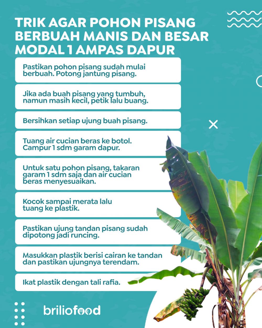Jangan cuma diberi garam, ini trik agar pohon pisang bisa berbuah manis dan besar pakai 1 ampas dapur
