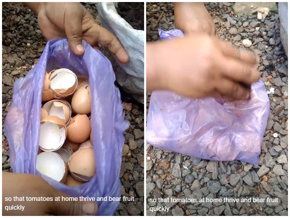 Cukup pakai 1 ampas dapur, ini trik supaya tanaman tomat cepat berbuah dan tak mudah busuk